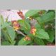 lonicera ledbourii.jpg
